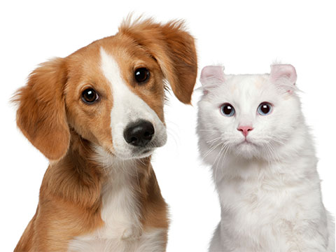 How you can move your pets Internationally?
